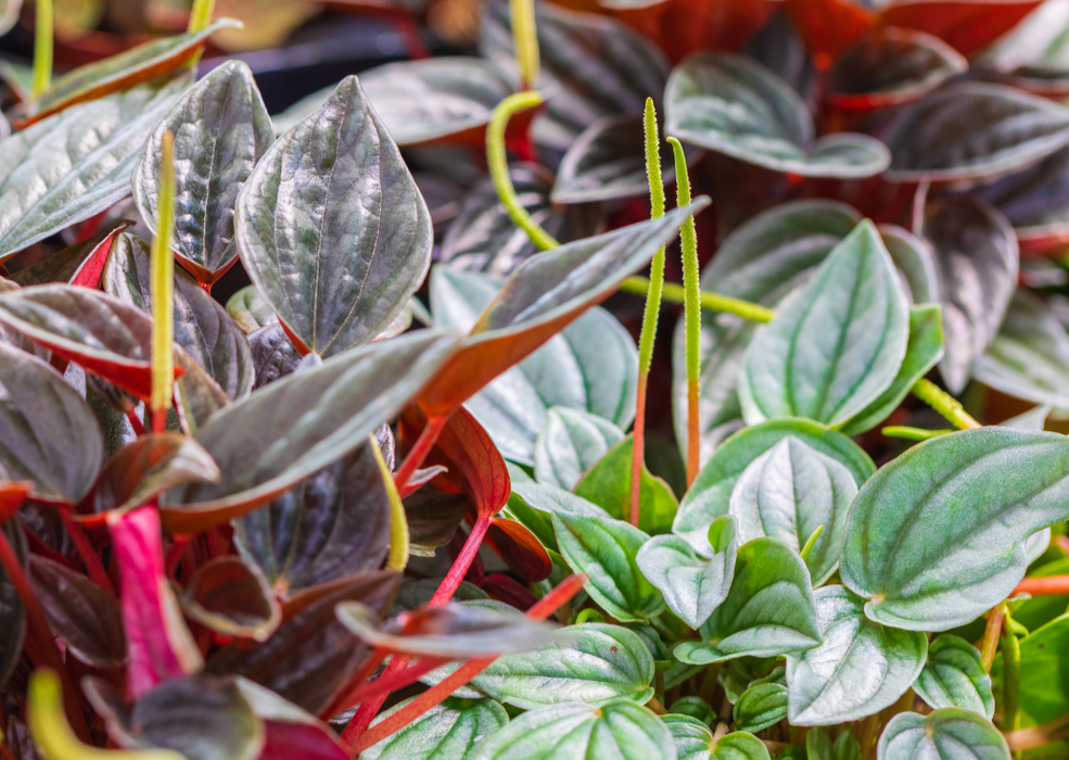 Peperomia - Mixed Variety