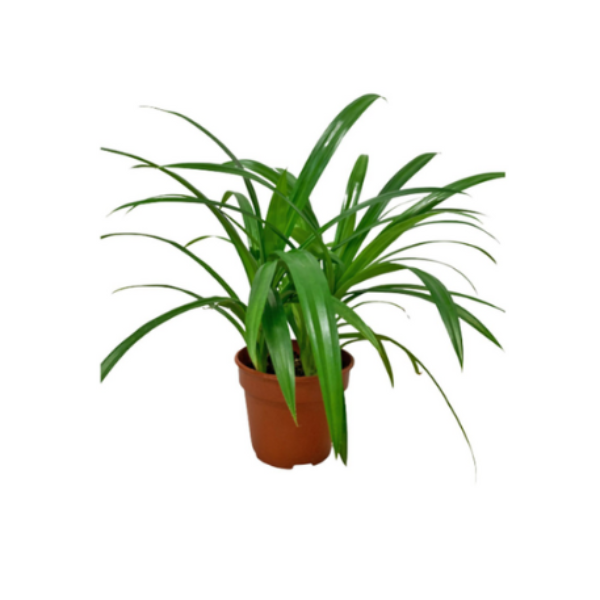 Pandanus
