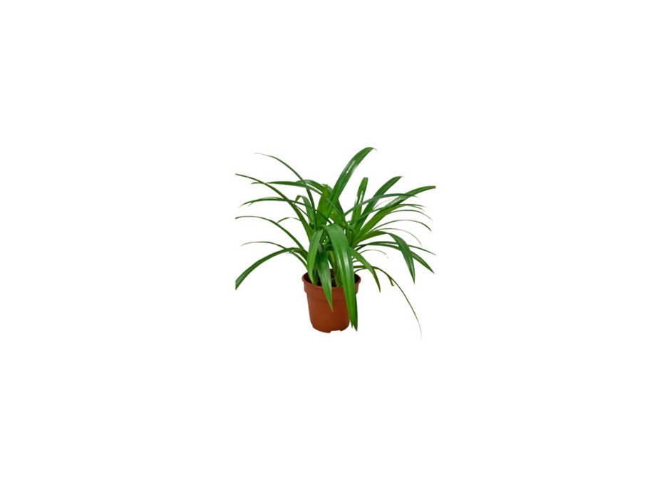 Pandanus