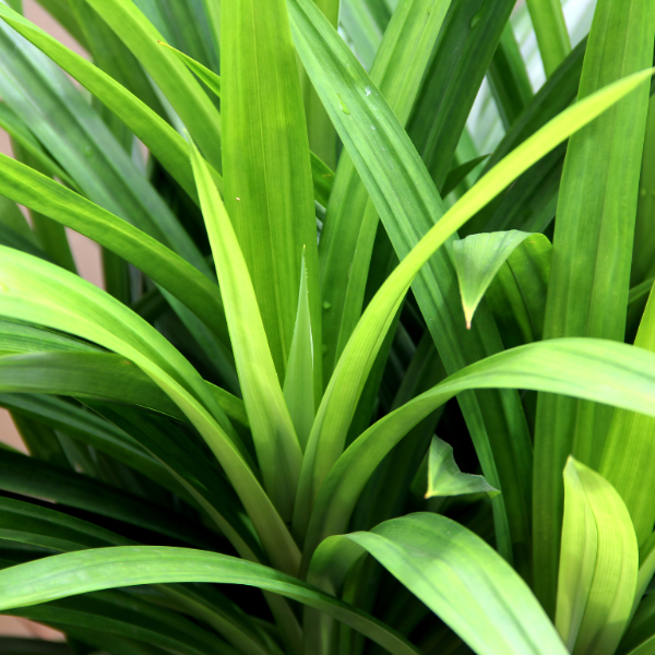 Pandanus