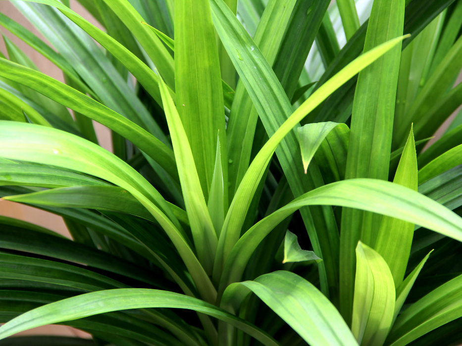 Pandanus