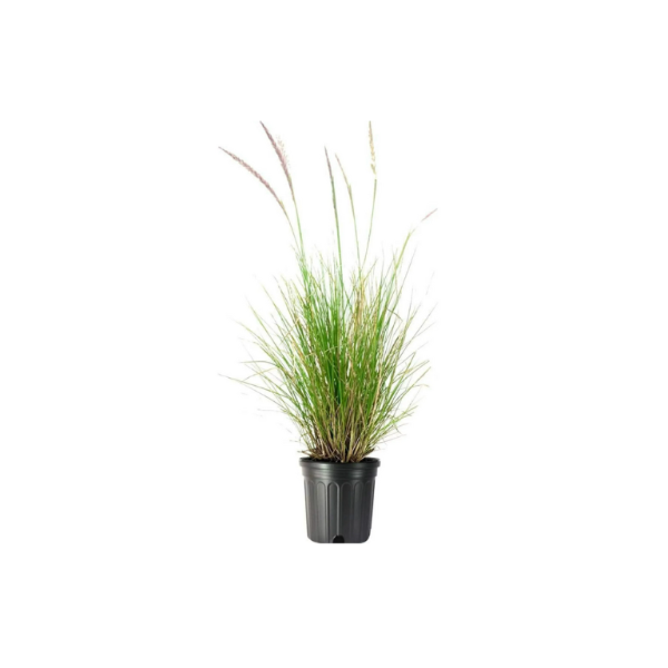 Pennisetum Setaceum - Mixed Variaties