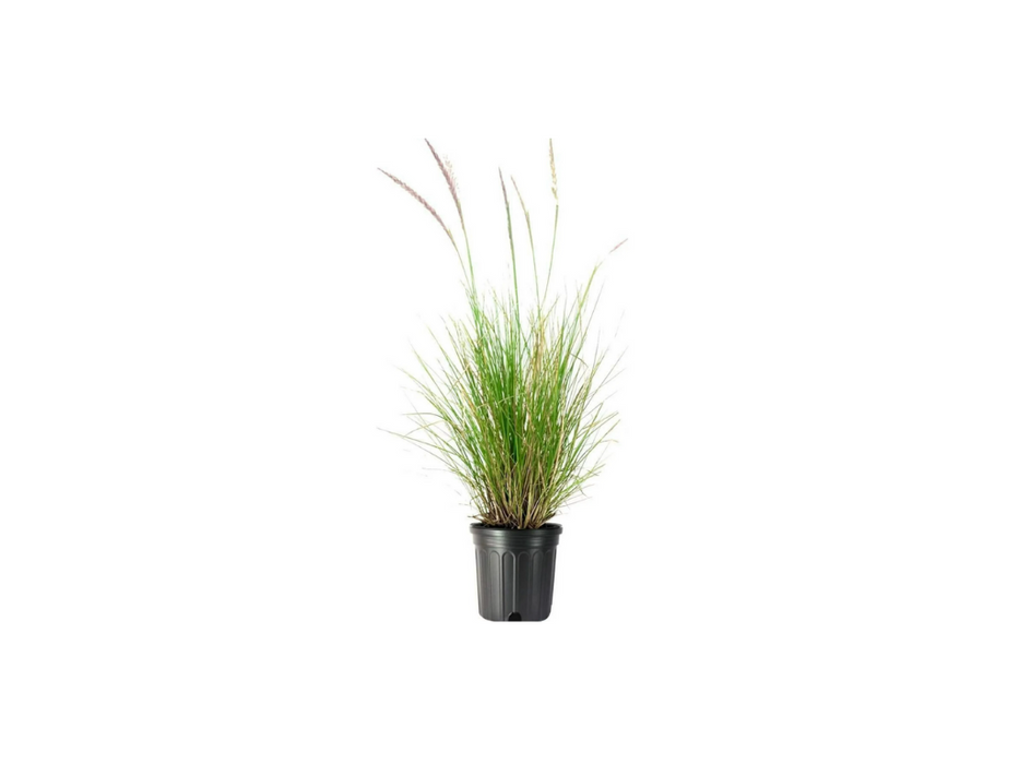 Pennisetum Setaceum - Mixed Variaties