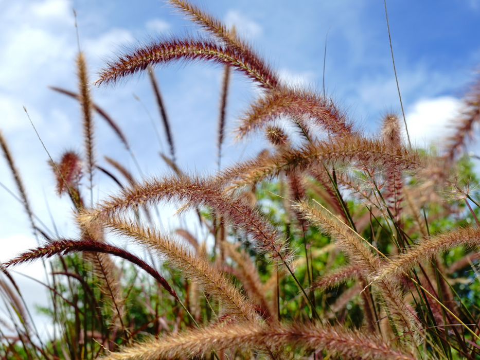 Pennisetum Setaceum - Mixed Variaties