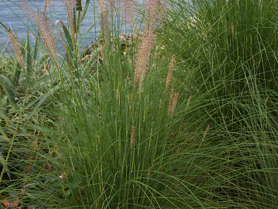 Pennisetum Setaceum - Mixed Variaties