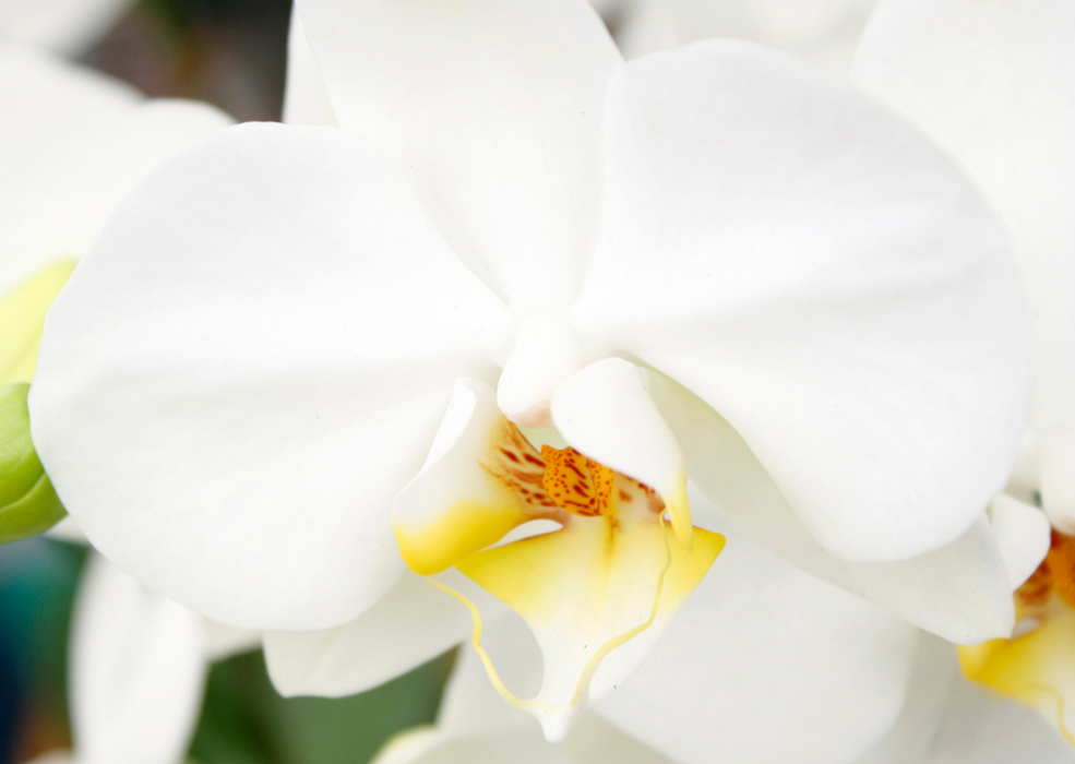 Phalaenopsis White