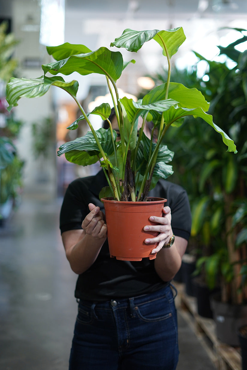 Plant Care Products & Fertilizers