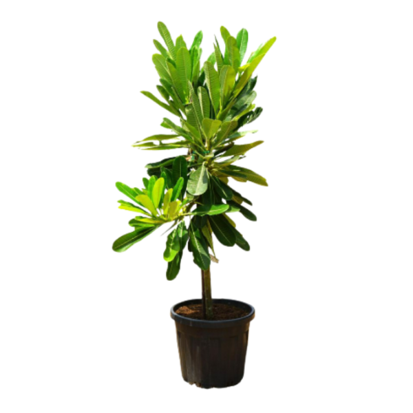 Plumeria Obtusa 'P30L