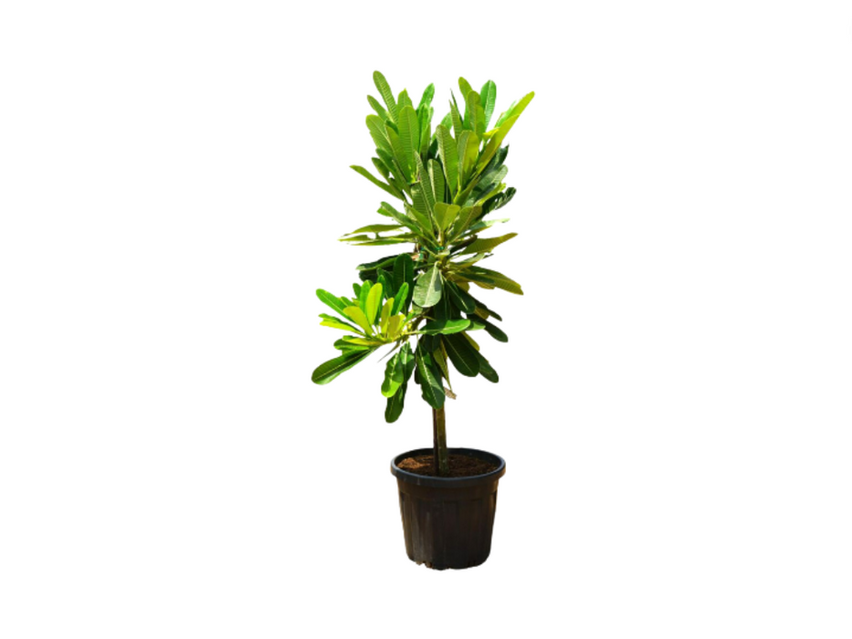 Plumeria Obtusa 'P30L