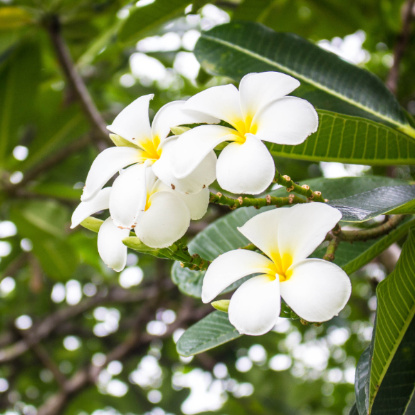Plumeria Obtusa 'P30L