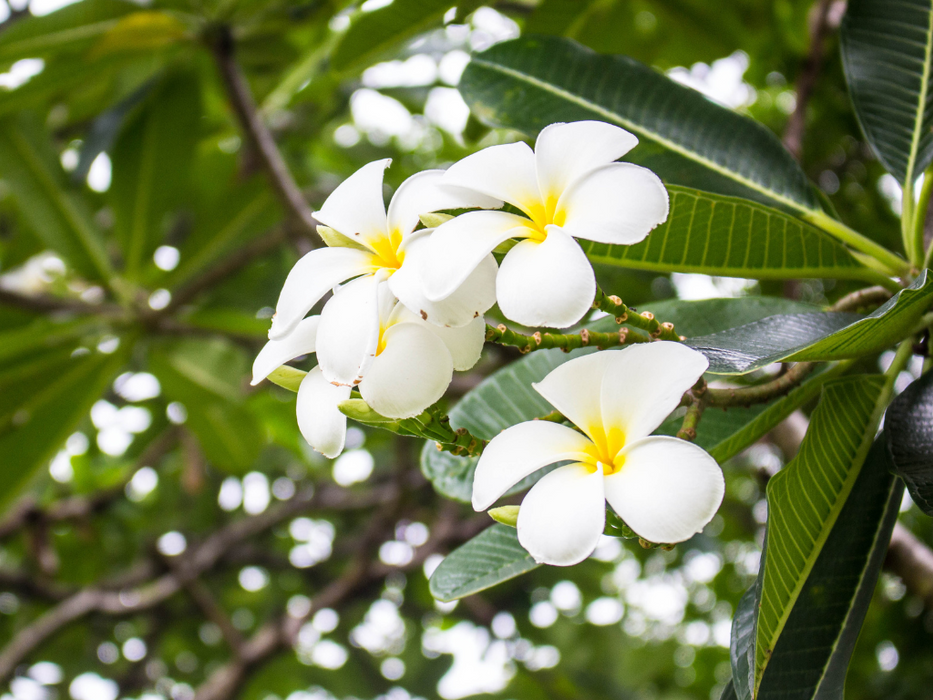 Plumeria Obtusa 'P30L