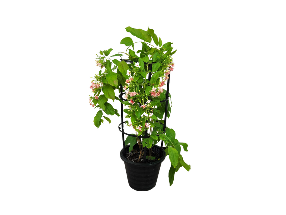 Quisqualis Indica H200