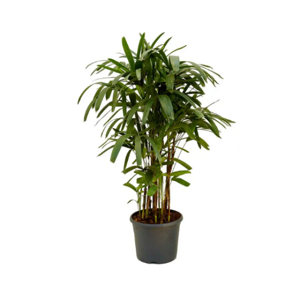 Rhapis Excelsa