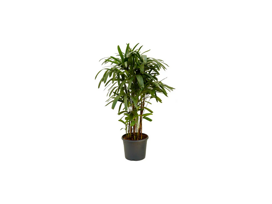 Rhapis Excelsa