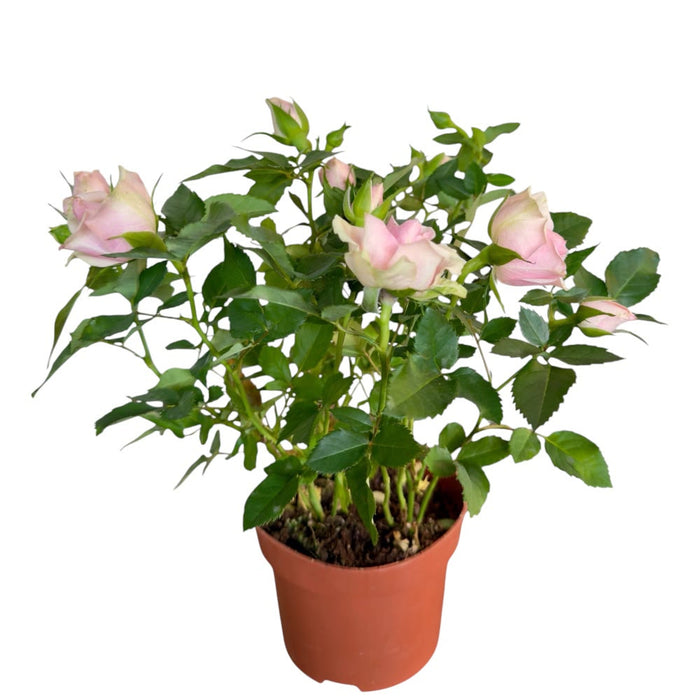 Rosa Patio Mix