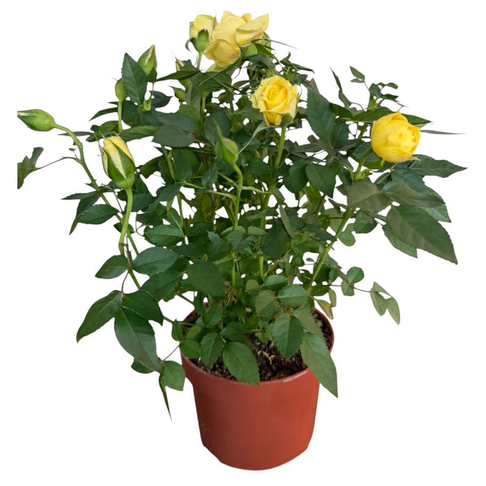 Rosa Patio Mix