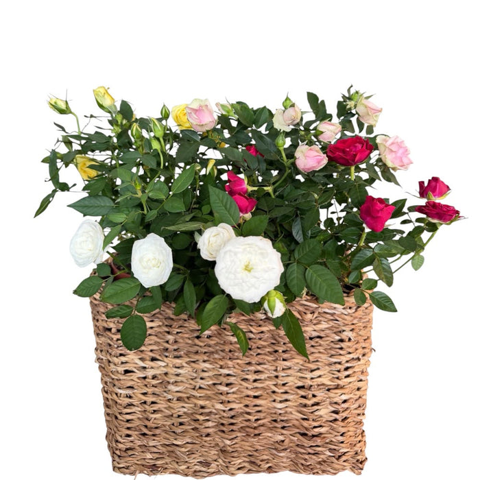 Rosa Patio Mix