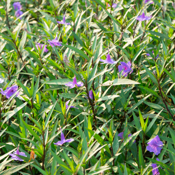 Ruella Ciliosa