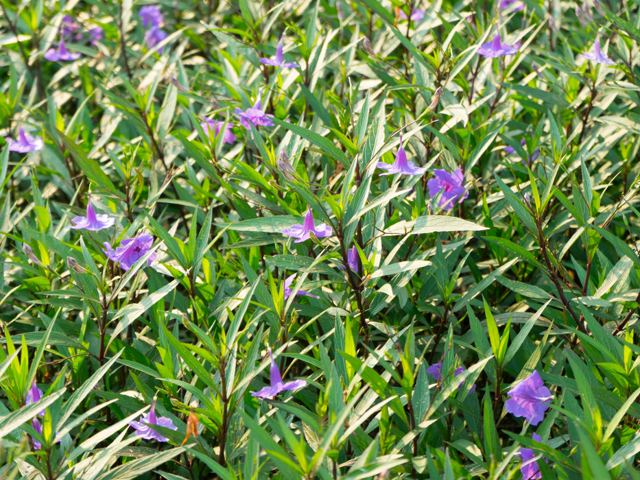 Ruella Ciliosa