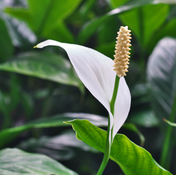 Spathiphyllum 'Sebastiano'