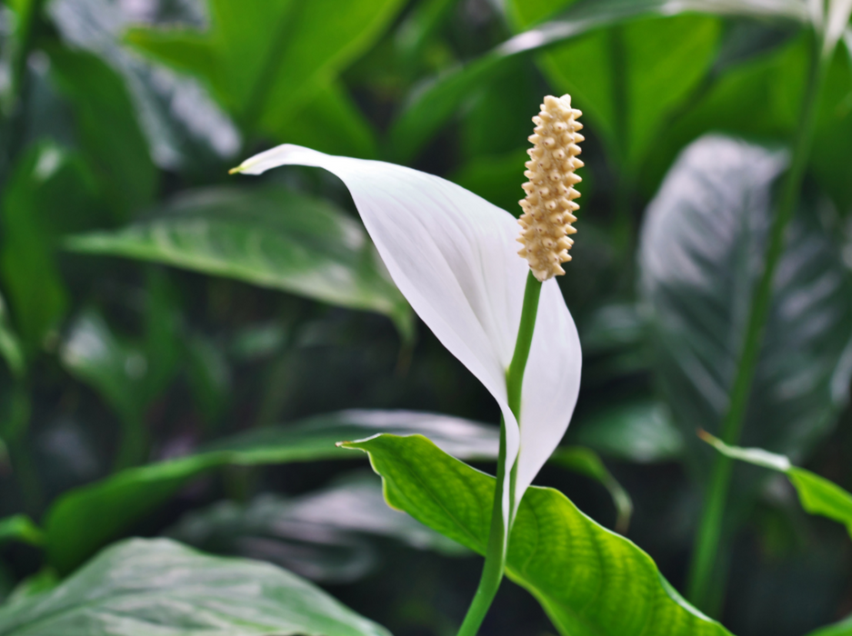 Spathiphyllum