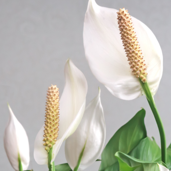 Spathiphyllum 'Sebastiano'