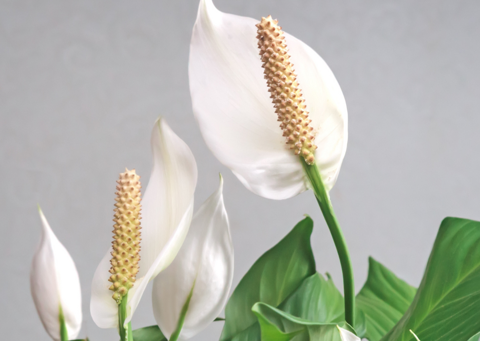 Spathiphyllum Pearl Cupido