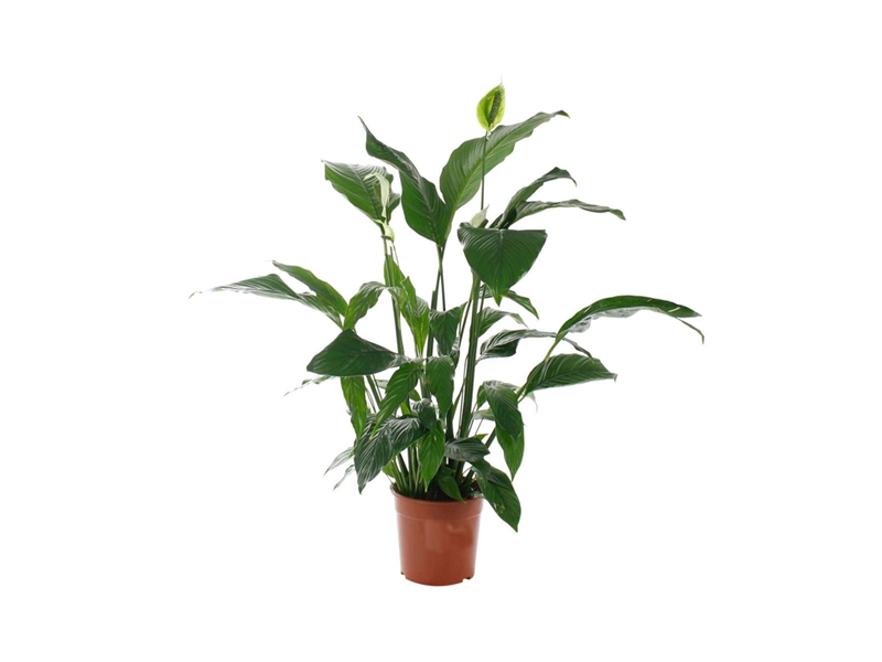 Spathiphyllum Sensation