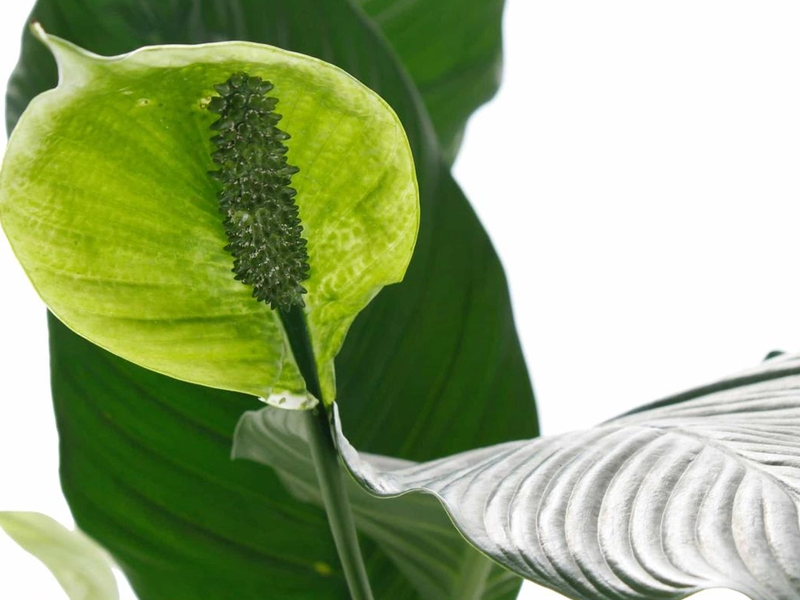 Spathiphyllum Sensation