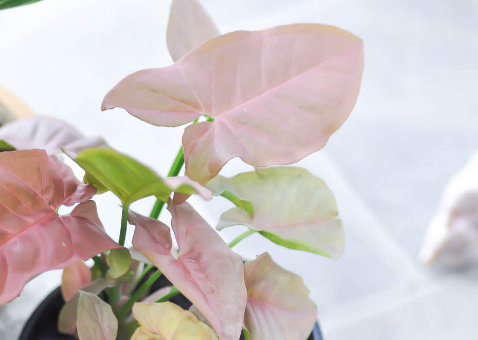 Syngonium Mixed Variety