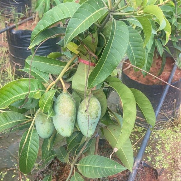 Mango 'Thailand