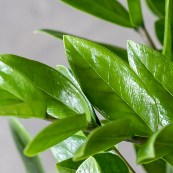 Zamioculcas Zamifolia 65-70