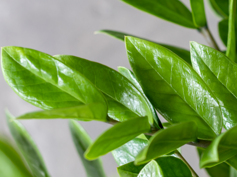 Zamioculcas Zamifolia 35-40cm
