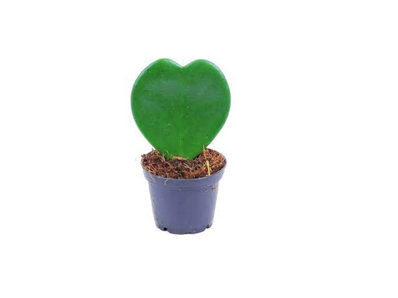 Hoya Kerrii Heart Shaped Plant 10-15cm