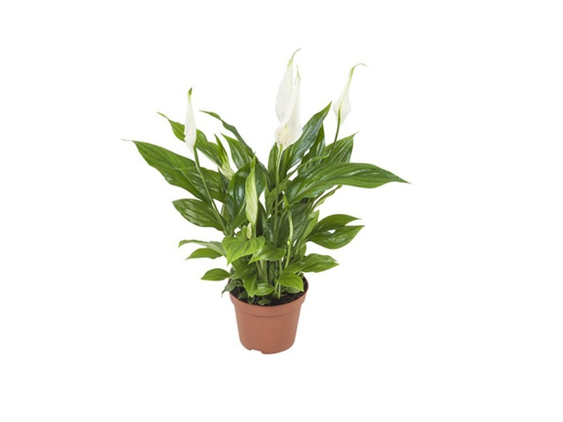 Spathiphyllum Chico