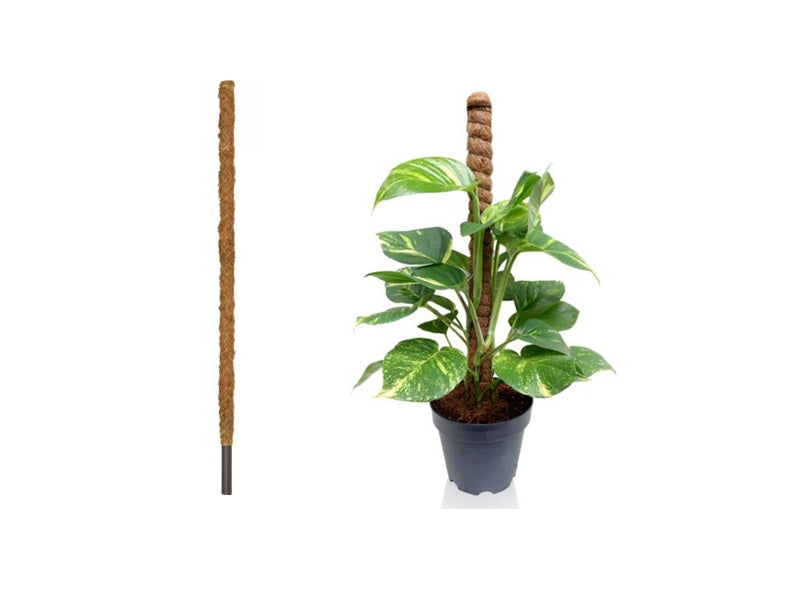Moss Stick 100cm