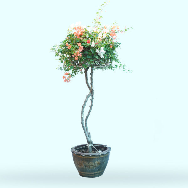 Bougainvillea 1 Head