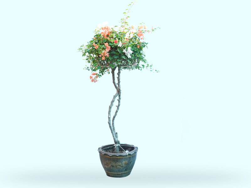 Bougainvillea 1 Head