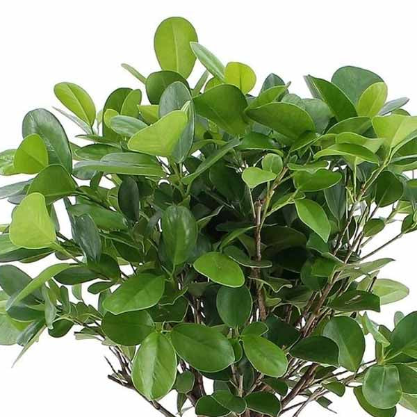 Ficus Panda 'P10L