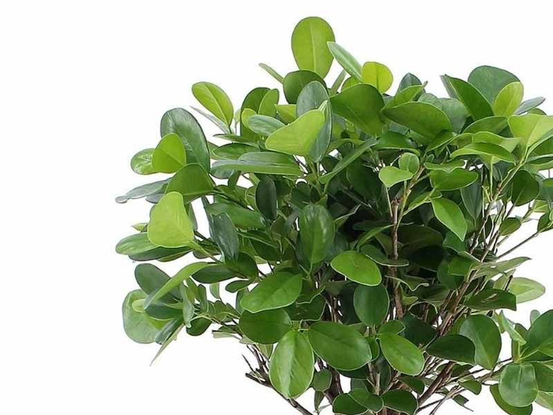 Ficus Panda 'P10L