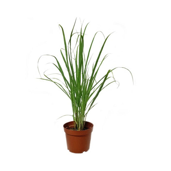 Lemon Grass