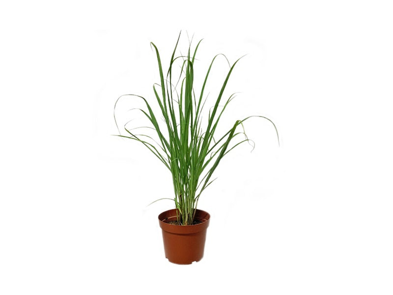 Lemon Grass