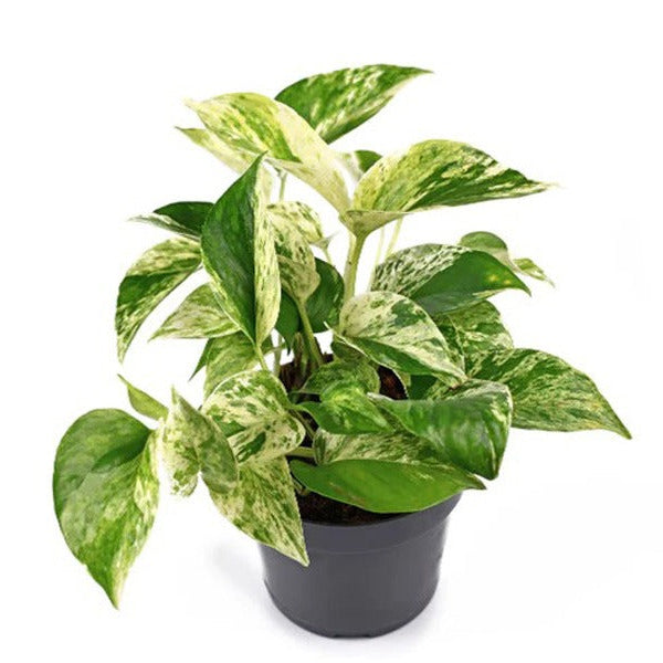 Epipremnum Mix 'P12