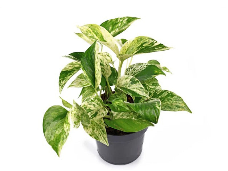 Epipremnum Mix 10-15cm