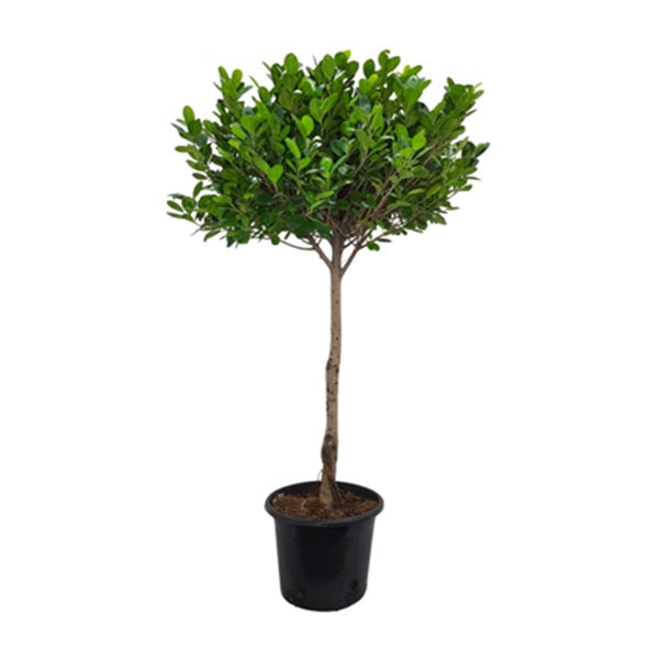 Ficus Panda 1 Head