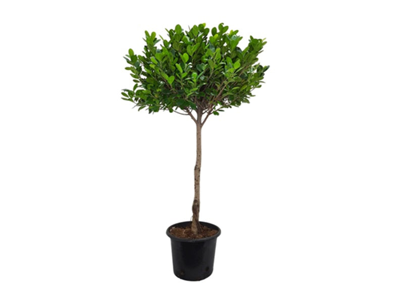 Ficus Panda 1 Head