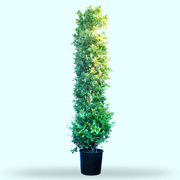 Ficus Panda Cone '300