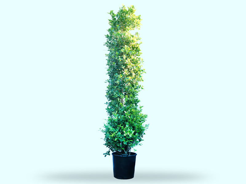 Ficus Panda Cone '300