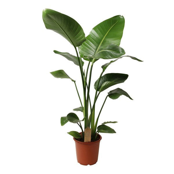 Strelitzia Nicolai 'P21