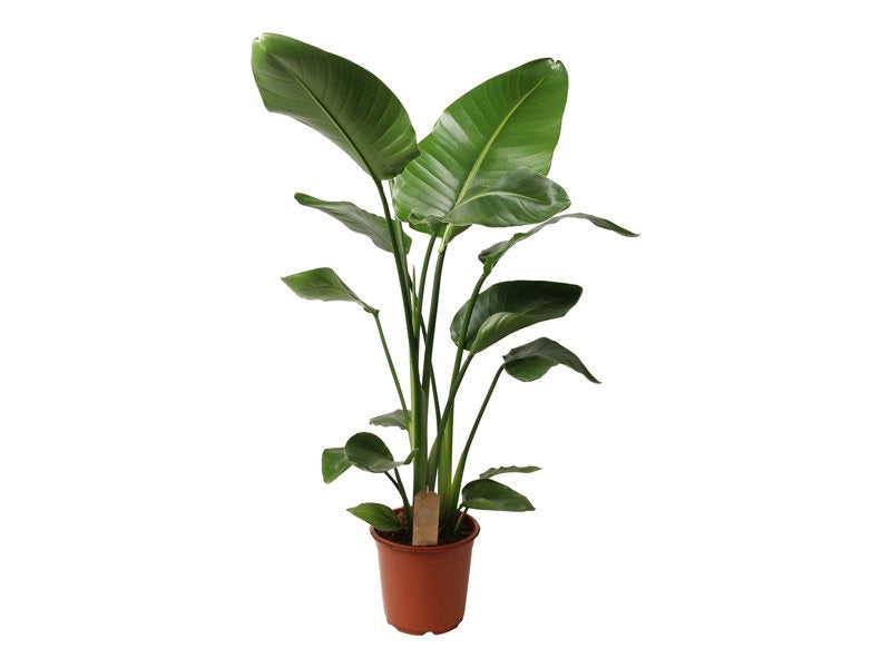Strelitzia nicolai 'P27